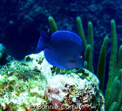 Blue Tang seen August 2008 in Grand Cayman.  Photo taken ... by Bonnie Conley 
